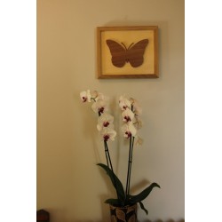 décoration papillon